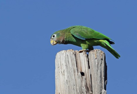 Jamaican Amazon