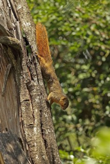 Red bush squirrel