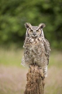 Great horned owls