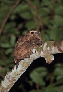 Large large frogmouth