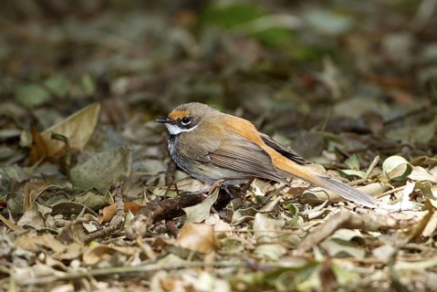 Rufous Fantail