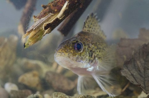 Eurasian Ruffe