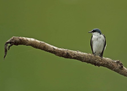 Mangrove Swallow