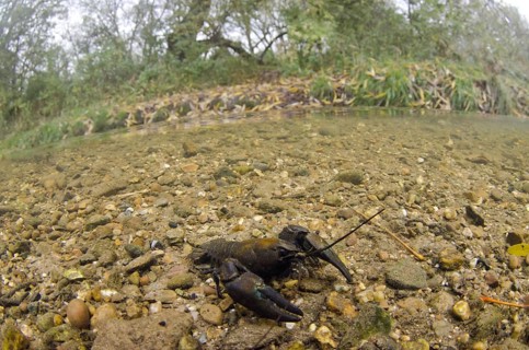American Signal Crayfish