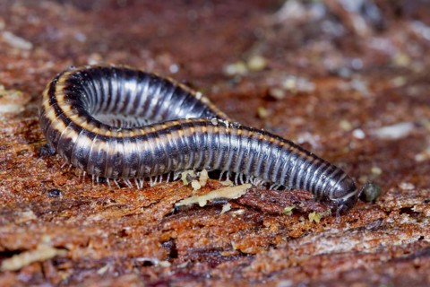 Striped Millipede