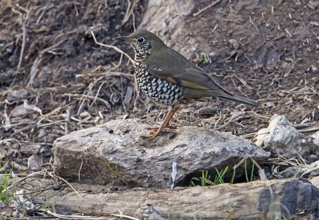 Alpine thrush