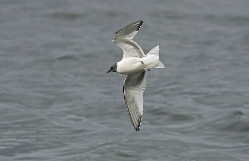 Sabine's Gull
