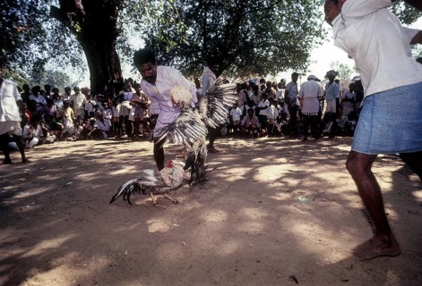Cock Fighting near Madurai
