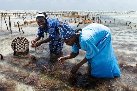 Women harvesting red algae