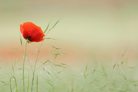 Corn poppy