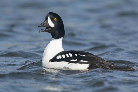 Barrow's barrow's goldeneye