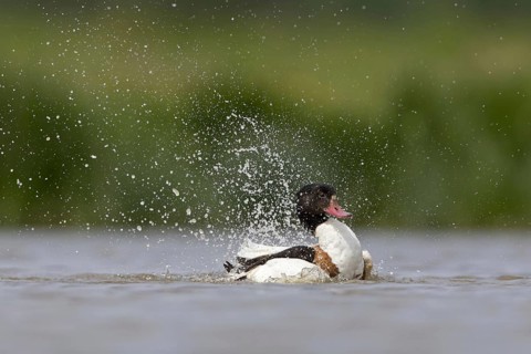 Common shelducks