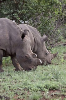 White rhino