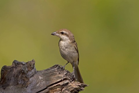 Brown Shrike