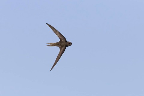 Common Swift