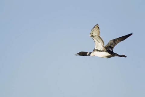 Great Northern great northern loon