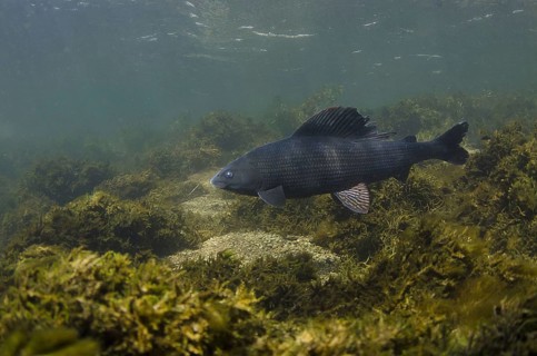 Grayling