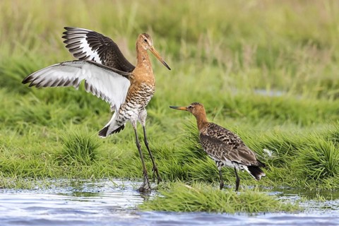 Black-tailed godwits in summer plumage fight