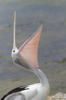 Australian Pelican
