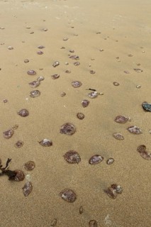 Mauve Stinger