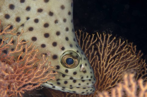 Chromileptes altivelis
