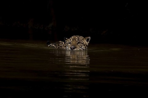 Parana jaguar