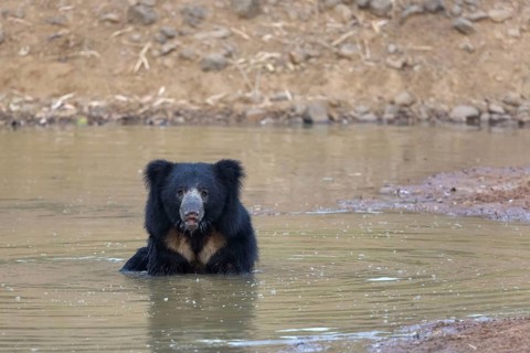 Ursus ursinus
