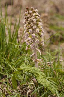 Butterbur