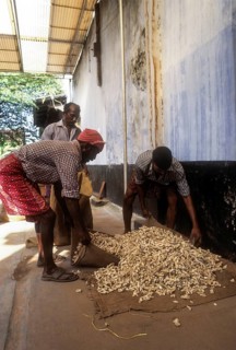Dry ginger in a spice shop at Mattancherry