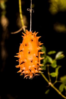 Balsam cucumber