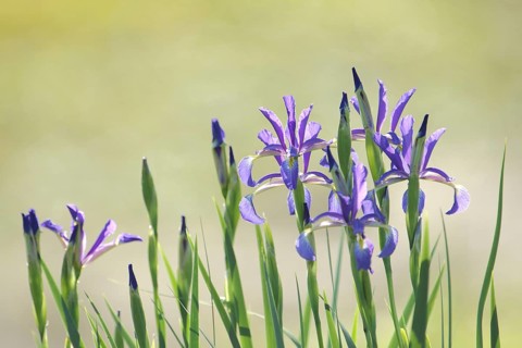 Marsh meadow iris
