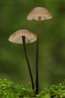 Two long-stalked garlic swallows