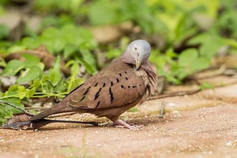 Ruddy Ground-dove