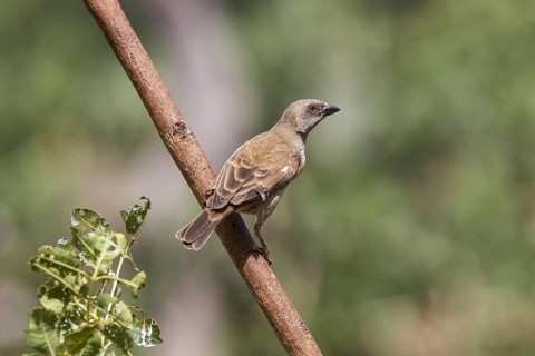 Parrot-billed Sparrow