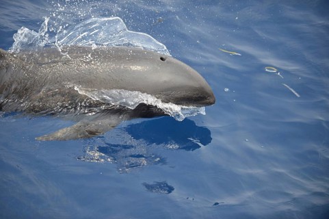 Broad-beaked dolphin