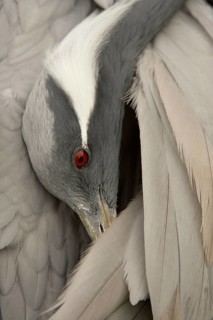 Demoiselle demoiselle crane