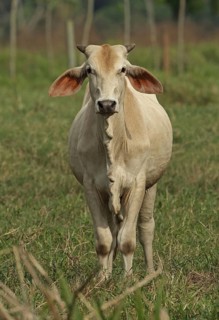 Brahman cattle