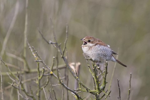 Red-backed Shrike