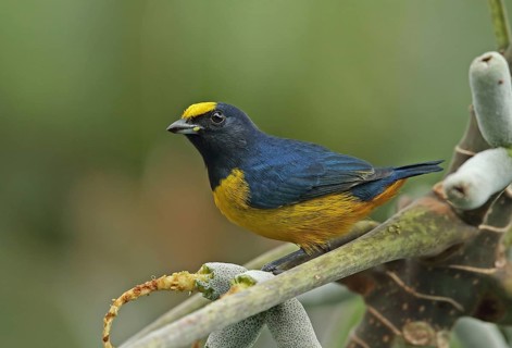 Fulvous-vented Euphonia