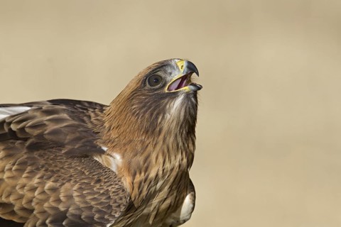 Booted Eagle