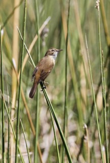 Australian Reed-warbler