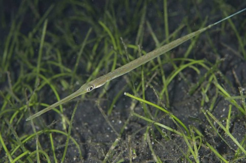 Blue-spotted Cornetfish