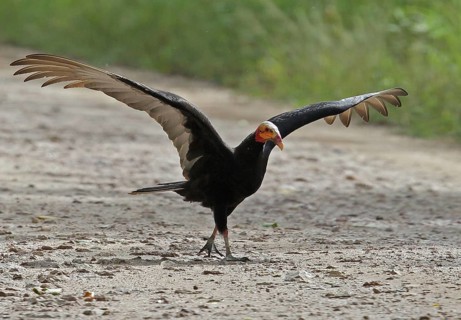 Lesser Yellow-headed Vulture