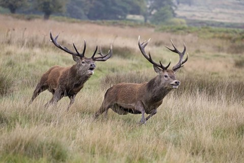 Red deer