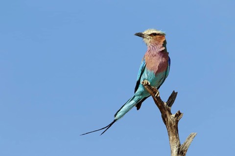 Lilac breasted roller