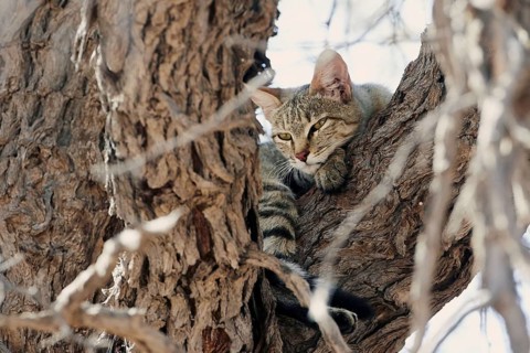 African wildcat