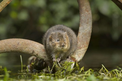 European water vole