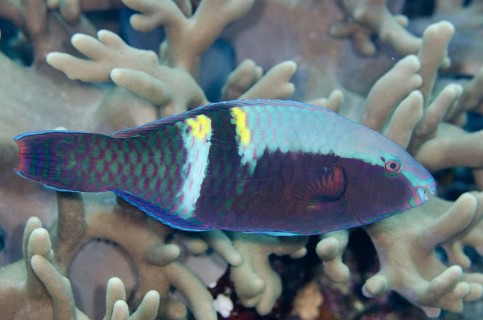 Parrotfish
