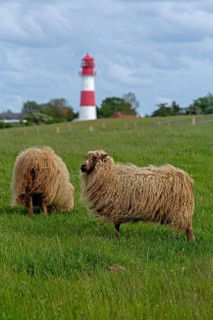 Norwegian sheep on the dike