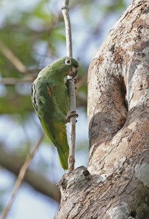 Mealy southern mealy amazon